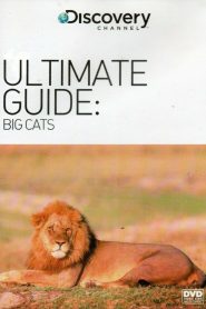 The Ultimate Guide: Big Cats